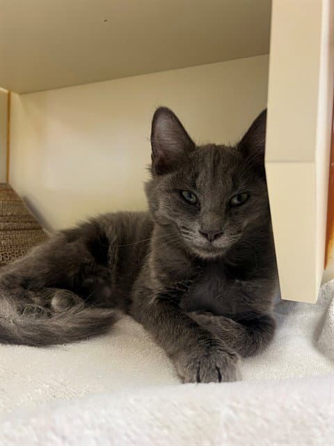Little Miss Muffet - Domestic Short Hair