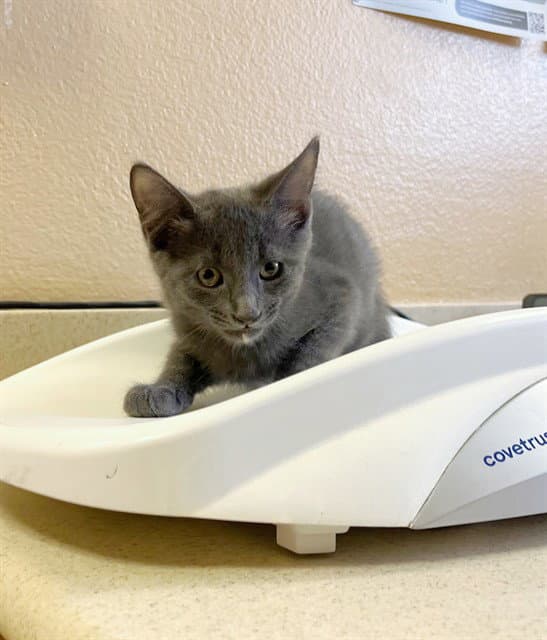 Unknown - Domestic Short Hair