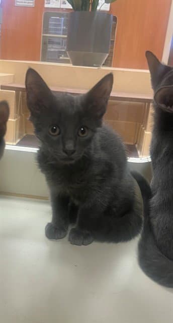 Unknown - Domestic Short Hair