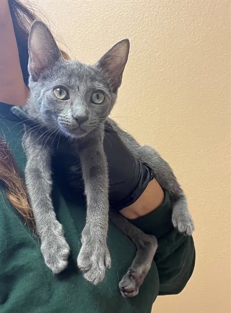 Unknown - Domestic Short Hair