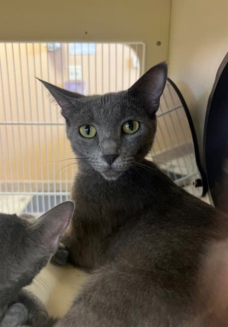 Unknown - Domestic Short Hair