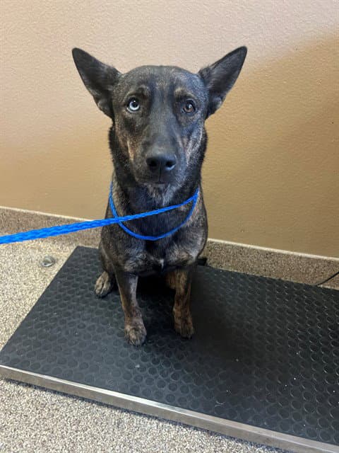 Nebula - German Shepherd Dog