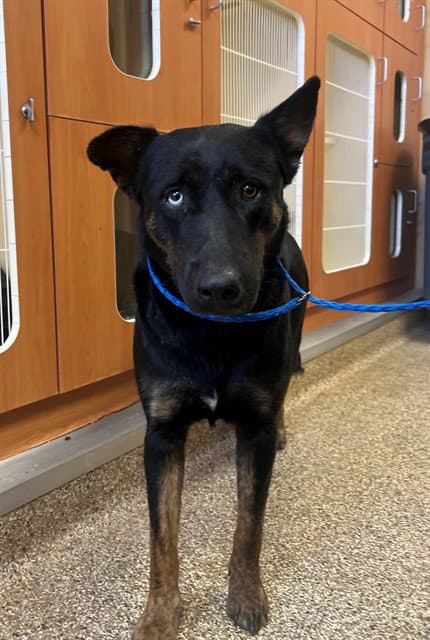 Eclipse - German Shepherd Dog