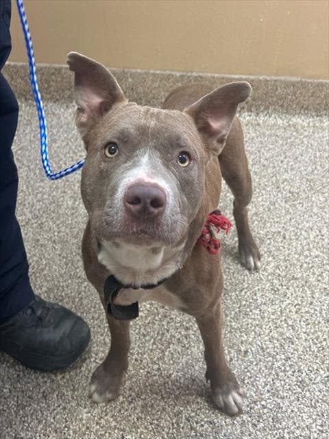 Taz - Pit Bull Terrier