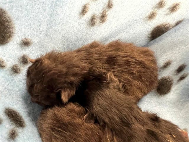 Unknown - Domestic Short Hair