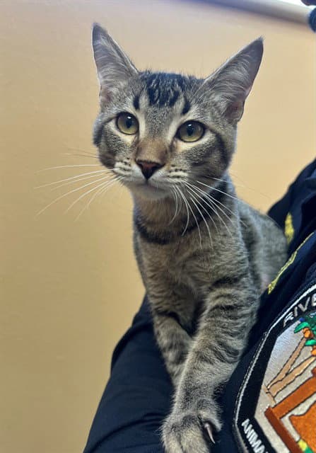 Gabbana - Domestic Short Hair