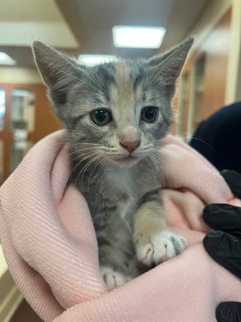 Unknown - Domestic Short Hair