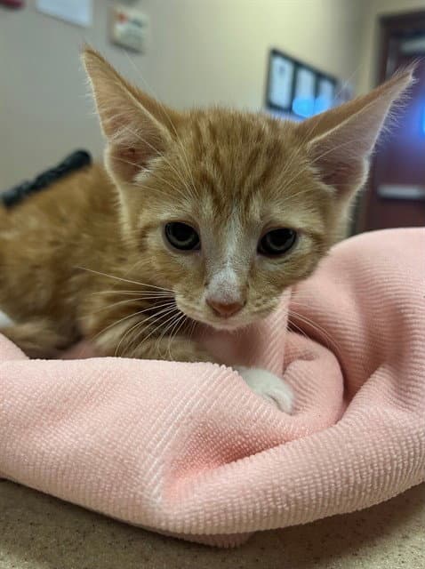 Unknown - Domestic Short Hair