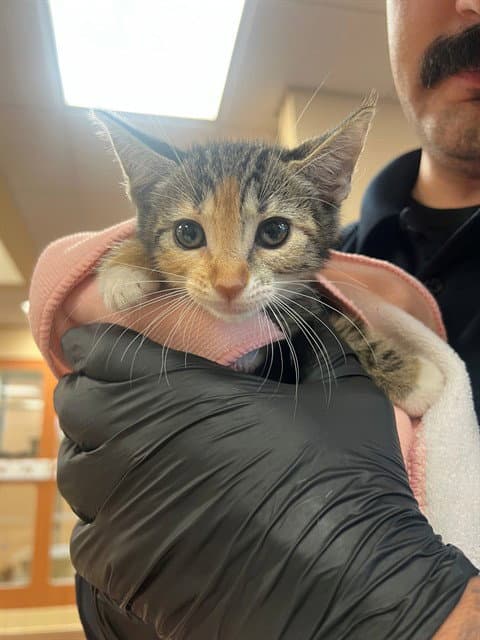 Unknown - Domestic Short Hair