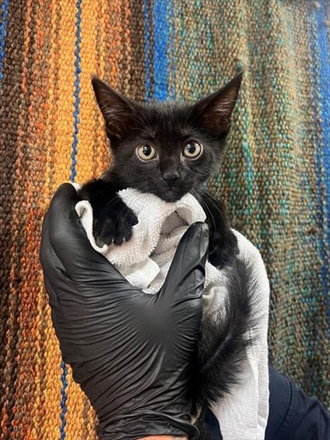 Bellatrix - Domestic Short Hair