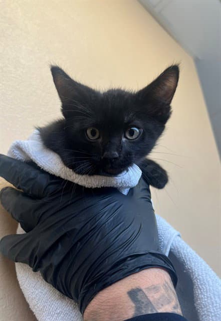 Firestone - Domestic Short Hair