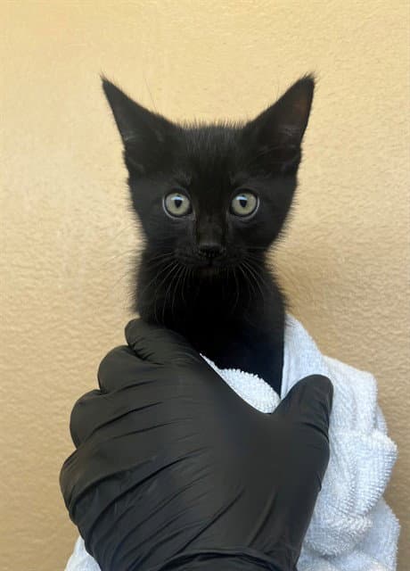 Falken - Domestic Short Hair