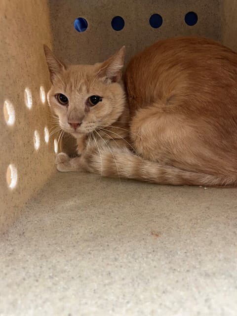 Lloyd - Domestic Short Hair