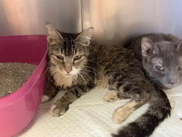Snickerdoodle - Domestic Short Hair