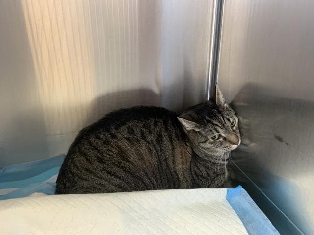 Morgan - Domestic Short Hair