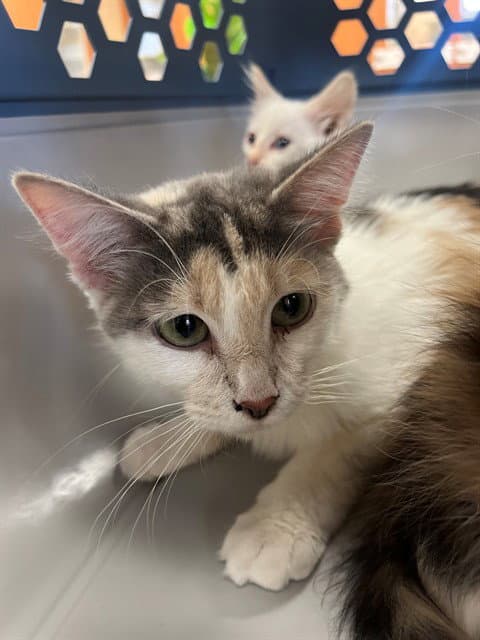 Electra - Domestic Long Hair