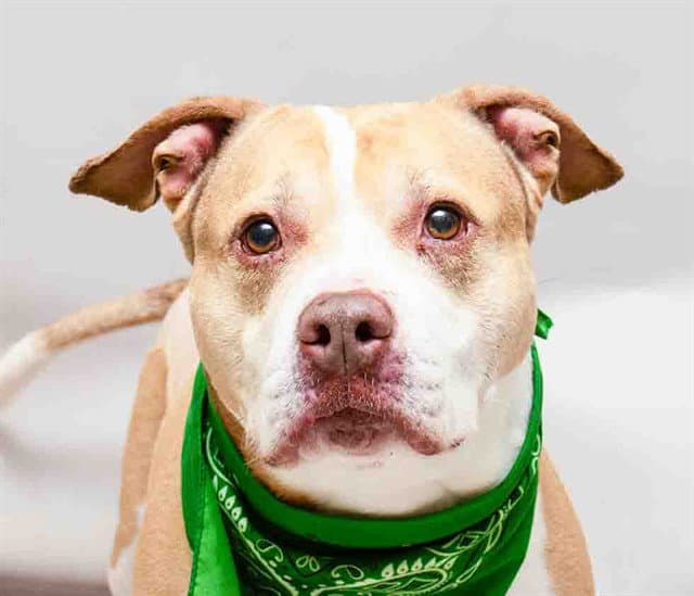 Chico Donut - Pit Bull Terrier