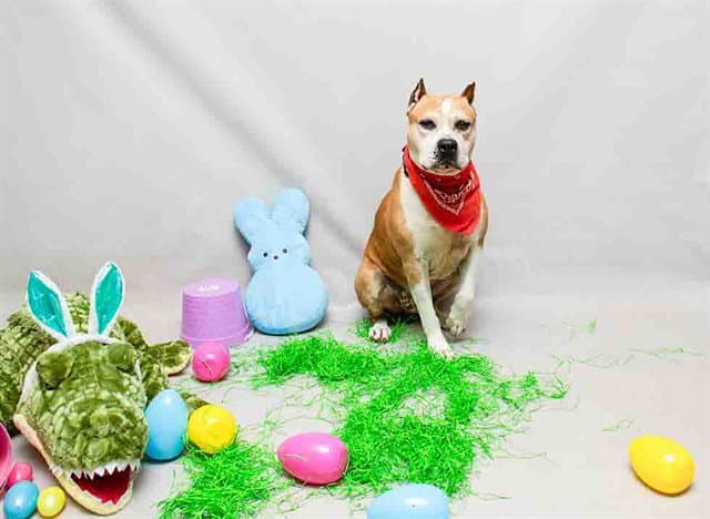 Rock - Terrier