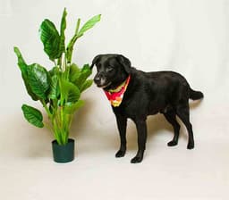Buddy image 1