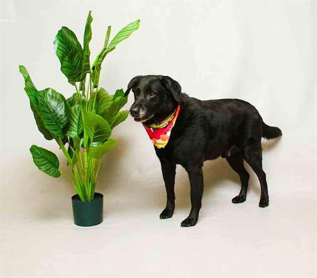 Buddy - Labrador Retriever
