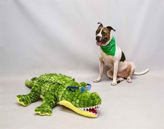 Louie - Boxer