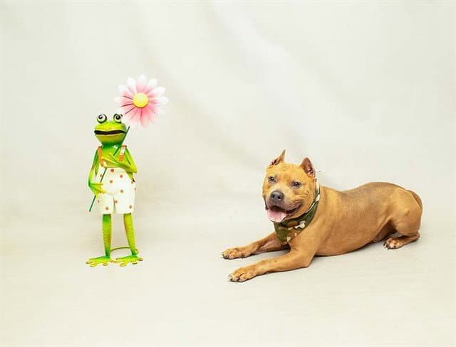 Tank - Terrier