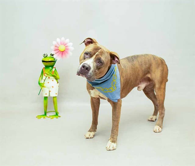 Dallas - American Bulldog
