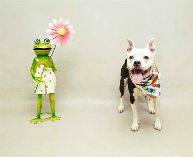 Alpha - Terrier