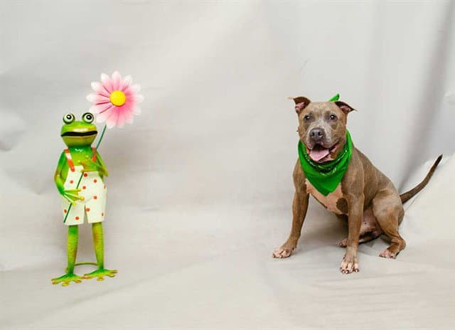 Jimbo - Terrier