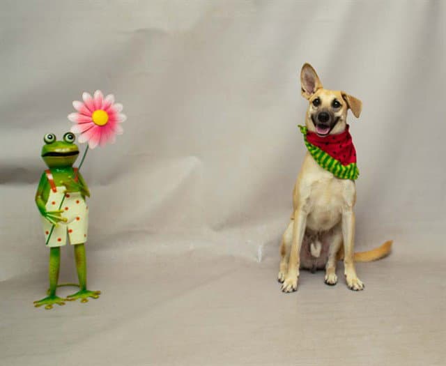 Francis - Terrier