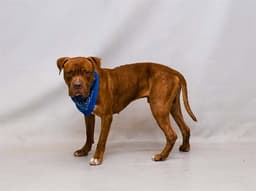 Bubba image 1