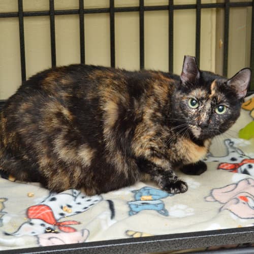Liberty - Domestic Short Hair
