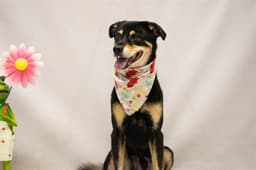 Rascal image 1
