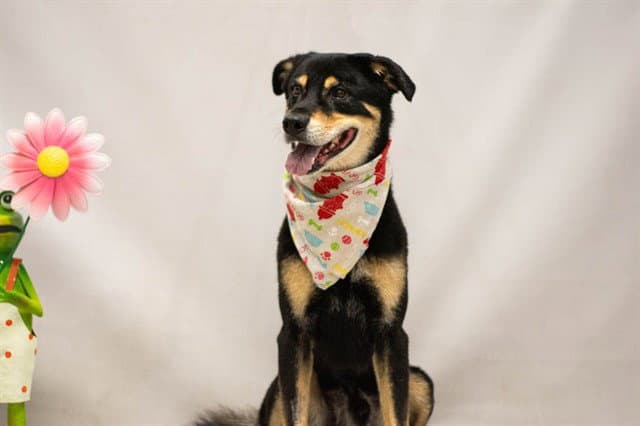 Rascal - Rottweiler