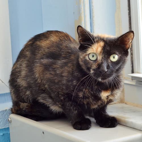 Firecracker - Domestic Short Hair