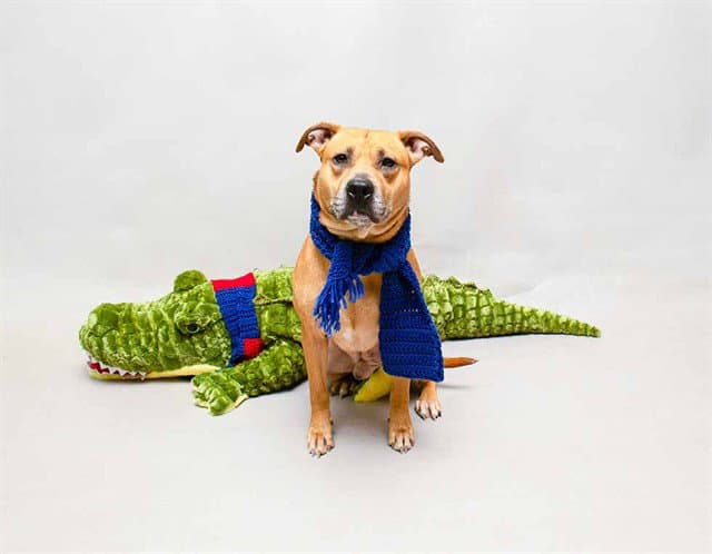 Luke - Staffordshire Bull Terrier