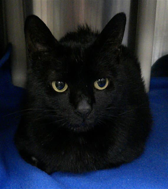 Midnight - Domestic Short Hair