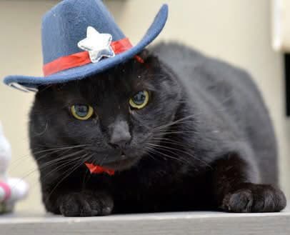 Midnight - Domestic Short Hair