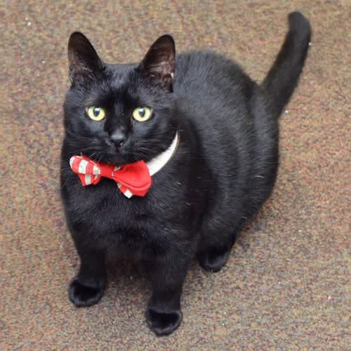 Midnight - Domestic Short Hair