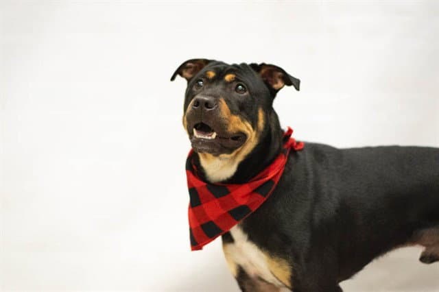 Benny - Rottweiler