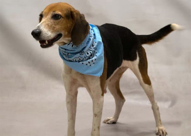 Blue Bell - Hound