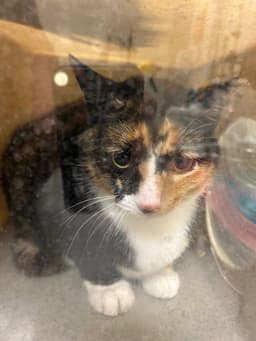 Mousey image 1