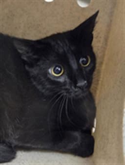 Titiworking Cat image 1