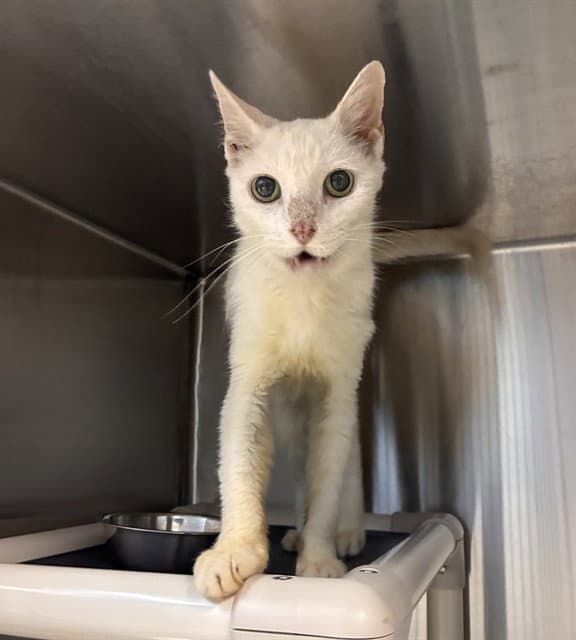 Celeste - Domestic Short Hair
