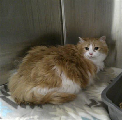 Dolly - Domestic Long Hair