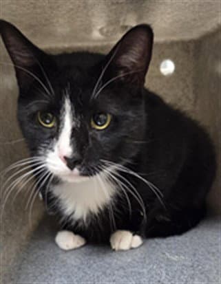 Pierce - Domestic Short Hair