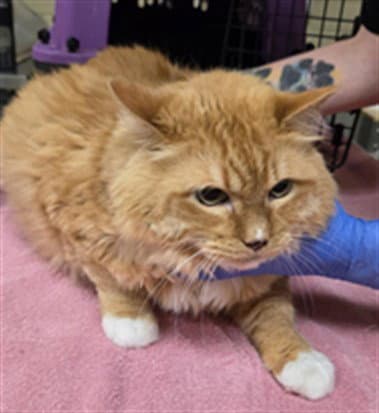 Lou - Domestic Medium Hair