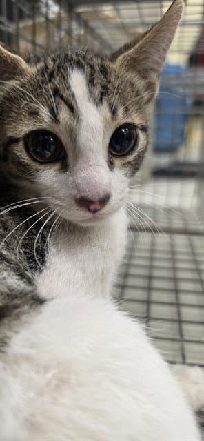 Sincere Wc - Domestic Short Hair