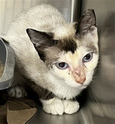 Aniya Wc - Siamese