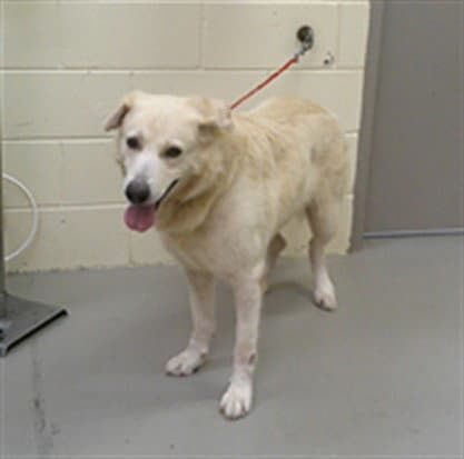 Peewee - Labrador Retriever